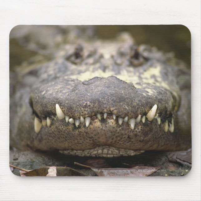 American alligator mouse pad (Front)