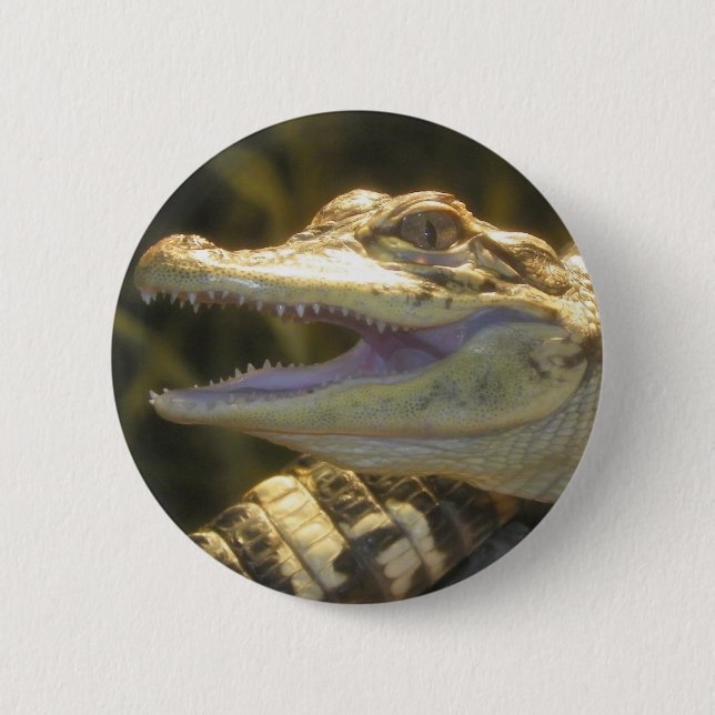 American Alligator Mouth Open 6 Cm Round Badge (Front)