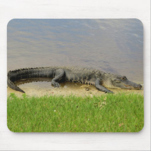 American alligator - Nice and quiet Mouse Pad