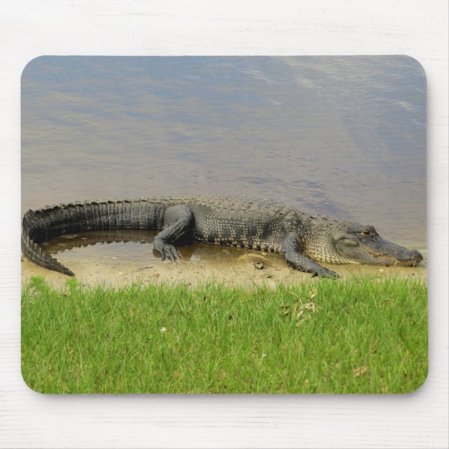 American alligator - Nice and quiet Mouse Pad (Front)