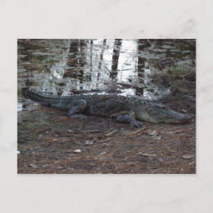 American Alligator Postcard