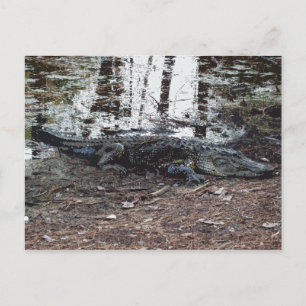 American Alligator Postcard