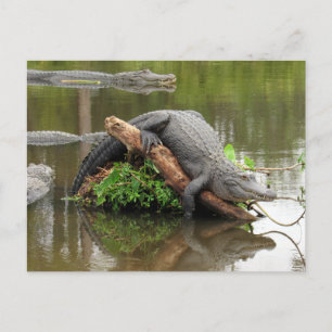 American Alligator Postcard