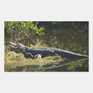 American Alligator Resting Along a Florida Wetland Rectangular Sticker