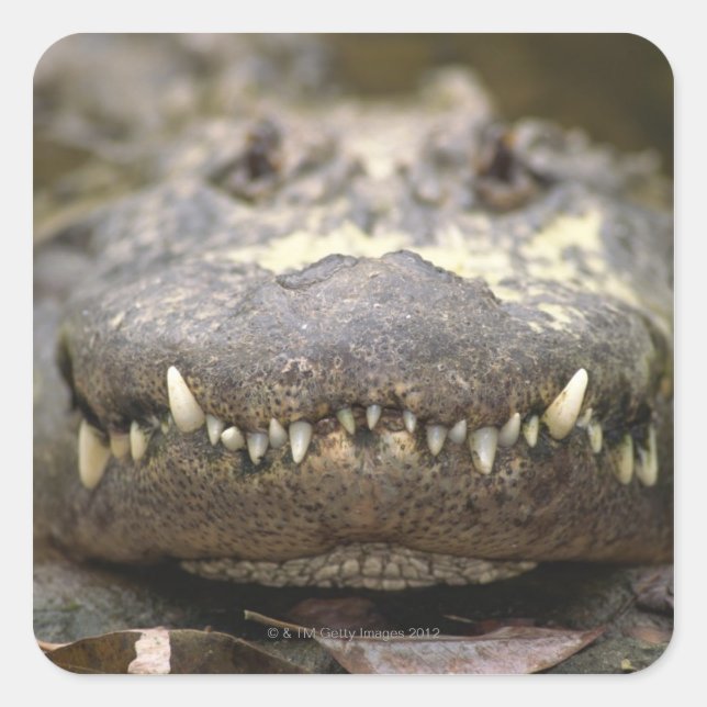 American alligator square sticker (Front)