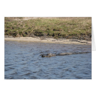 American Alligator Swimming in River Wildlife Phot
