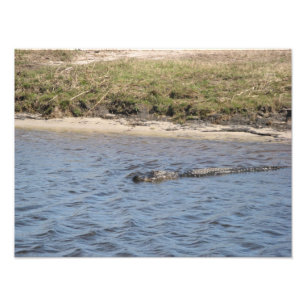 American Alligator Swimming in River Wildlife Phot Photo Print