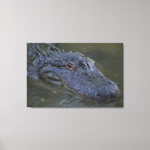 American Alligator Wildlife Photography Canvas Print