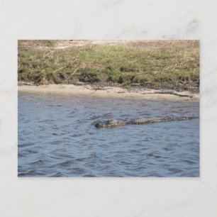 American Alligator Wildlife Swimming in a Marsh Postcard