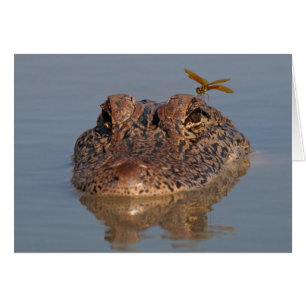 American Alligator with Dragonfly