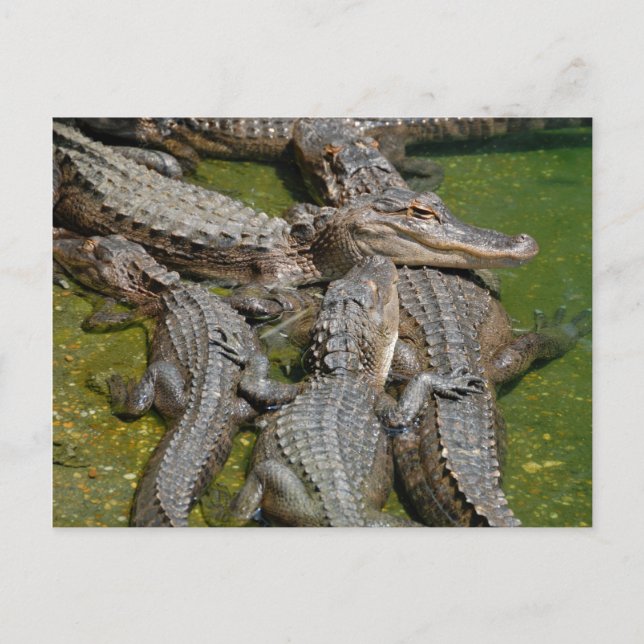 american alligators postcard (Front)