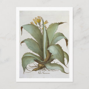 American Aloe: Aloe Americana, from the 'Hortus Ey Postcard