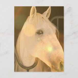 American Andalusian Postcard