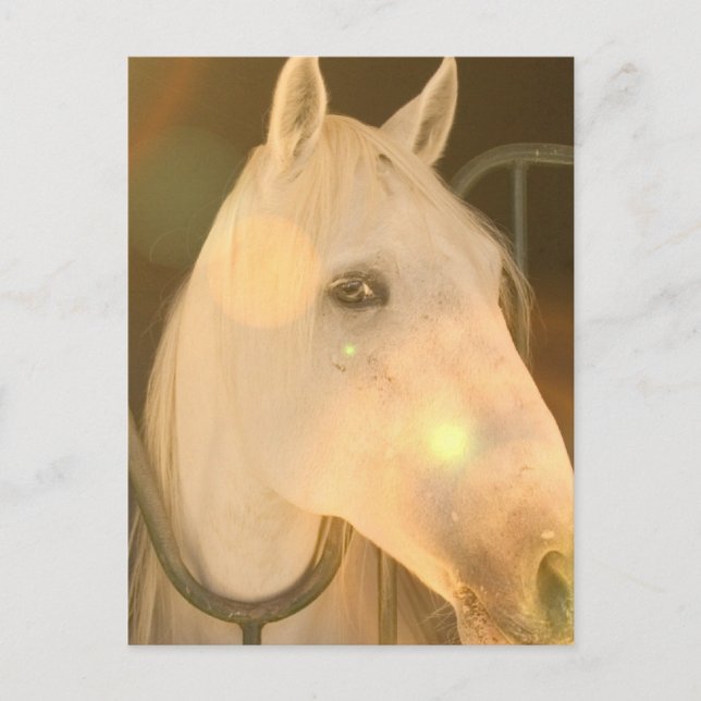 American Andalusian Postcard (Front)