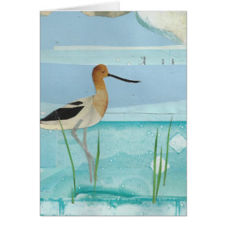 American Avocet