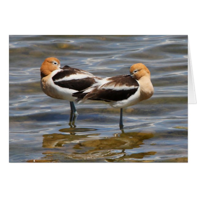 American Avocet (Front Horizontal)