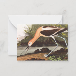 American Avocet by John James Audubon Card