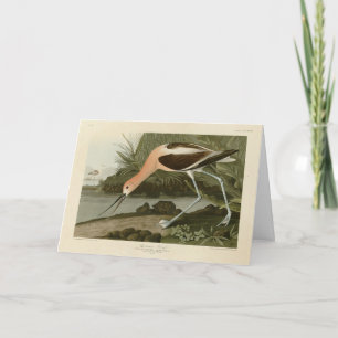 American Avocet from Audubon's Birds of America Card