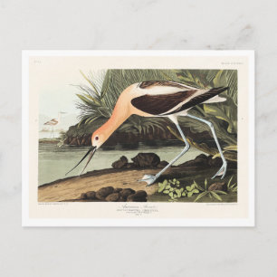 American Avocet from Birds of America, Postcard