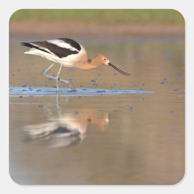 American Avocet in the pond Square Sticker (Front)
