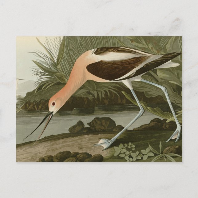 American Avocet Postcard (Front)