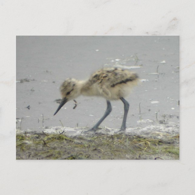 American Avocet Postcard (Front)