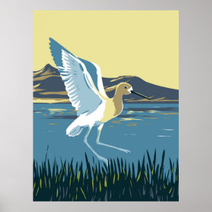 American Avocet Poster