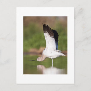 American Avocet stretch Postcard