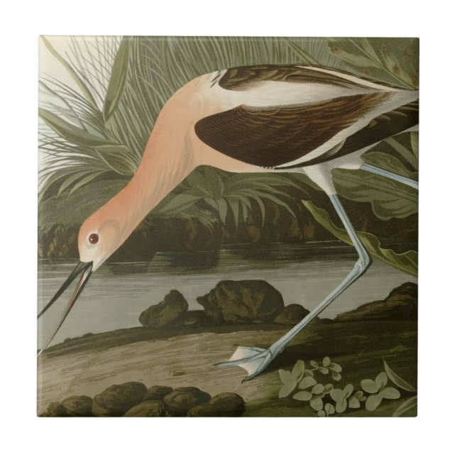 American Avocet Tile (Front)