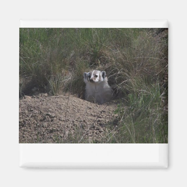 American badger magnet (Front)