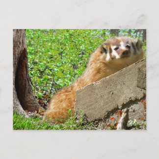 American Badger: Wake-up Call Postcard