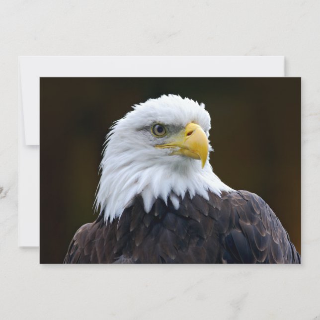 American Bald Eagle (Front)