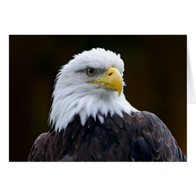 American Bald Eagle (Front Horizontal)