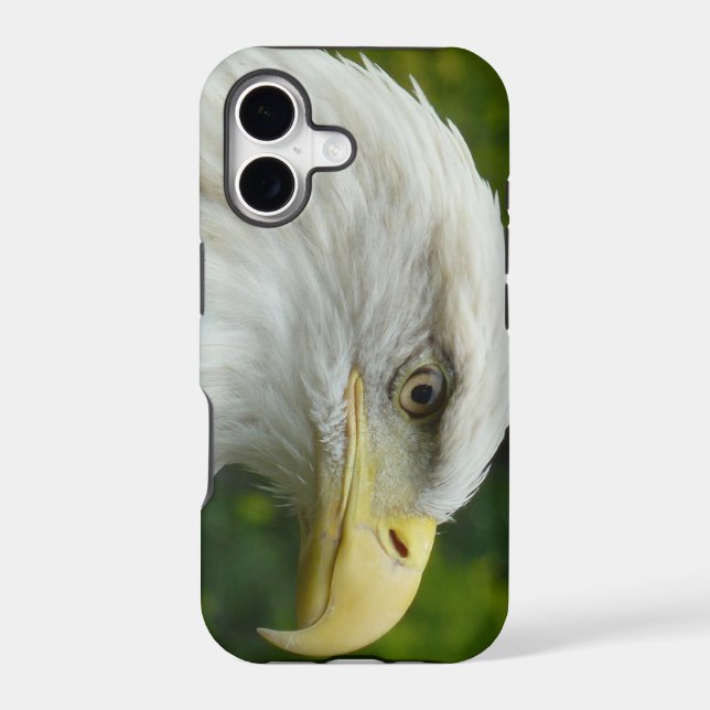 American Bald Eagle (Back)