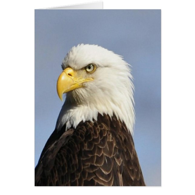 American Bald Eagle (Front)