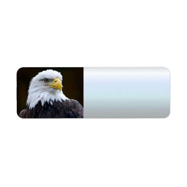 American Bald Eagle (Front)