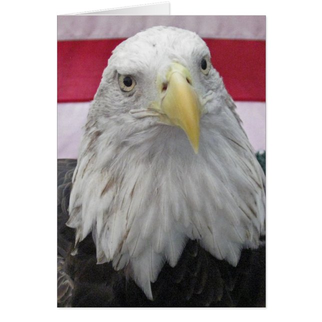 American Bald Eagle (Front)