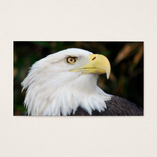 American Bald Eagle