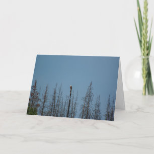 American Bald Eagle 8974 Card
