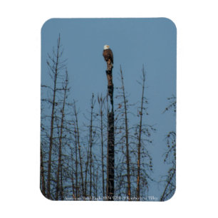 American Bald Eagle 8974 Magnet