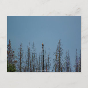 American Bald Eagle 8974 Postcard