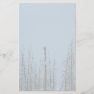 American Bald Eagle 8974 Stationery