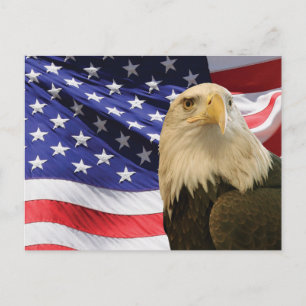 American Bald Eagle and Flag Postcard