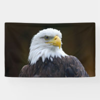 American Bald Eagle