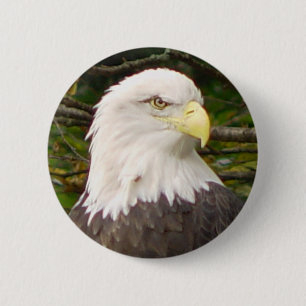 American Bald Eagle Button