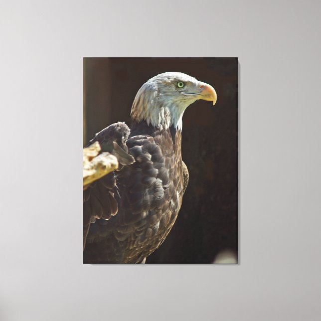 American Bald Eagle Canvas Print (Front)
