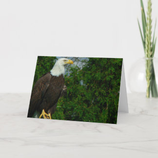 American Bald Eagle  Card