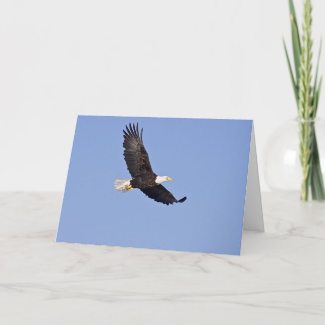 American Bald Eagle Card (Front)