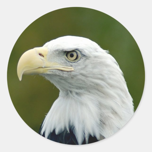 American Bald Eagle Classic Round Sticker (Front)