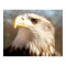 American Bald Eagle Closeup